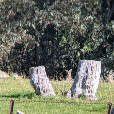 Macropus giganteus (Eastern Grey Kangaroo) at West Wodonga, VIC - 24 Sep 2021 by Darcy