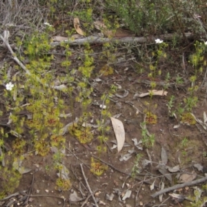 Drosera gunniana at Downer, ACT - 24 Sep 2021