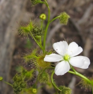 Drosera gunniana at Downer, ACT - 24 Sep 2021 02:55 PM