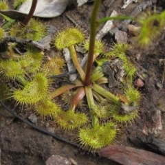 Drosera gunniana at Downer, ACT - 24 Sep 2021 02:55 PM