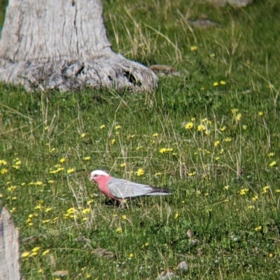 Eolophus roseicapilla (Galah) at West Wodonga, VIC - 24 Sep 2021 by Darcy