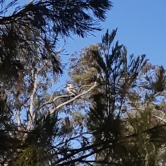 Dacelo novaeguineae (Laughing Kookaburra) at Bruce Ridge to Gossan Hill - 19 Sep 2021 by alell