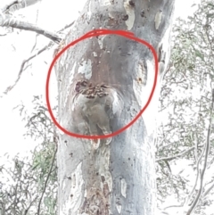 Apis mellifera (European honey bee) at Bruce Ridge to Gossan Hill - 24 Sep 2021 by alell