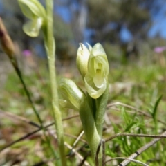 Hymenochilus muticus at Yass River, NSW - 23 Sep 2021