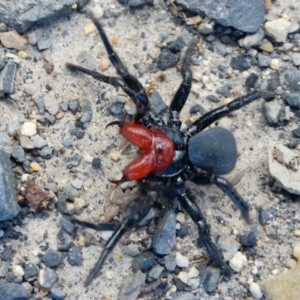 Missulena occatoria at Yass River, NSW - 26 Sep 2021 10:32 AM