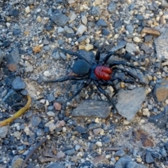 Missulena occatoria at Yass River, NSW - 26 Sep 2021