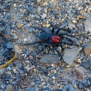 Missulena occatoria at Yass River, NSW - 26 Sep 2021