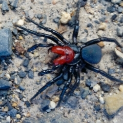 Missulena occatoria at Yass River, NSW - 26 Sep 2021