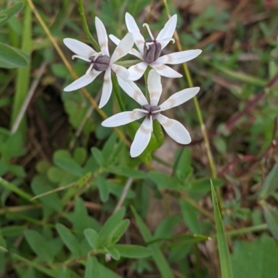 Wurmbea dioica subsp. dioica (Early Nancy) at West Wodonga, VIC - 24 Sep 2021 by Darcy