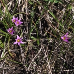 Romulea rosea var. australis (Onion Grass) at Hall, ACT - 26 Sep 2021 by pinnaCLE