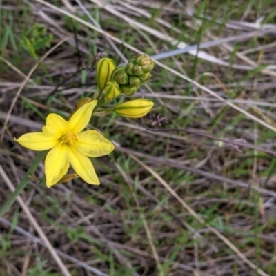 Bulbine bulbosa (Golden Lily) at West Wodonga, VIC - 24 Sep 2021 by Darcy