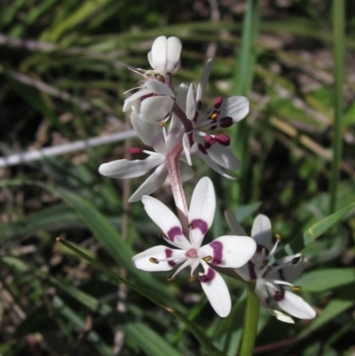 Wurmbea dioica subsp. dioica (Early Nancy) at Hall, ACT - 26 Sep 2021 by pinnaCLE