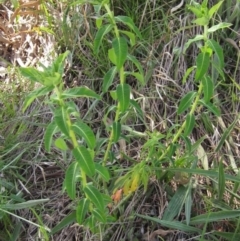 Euphorbia oblongata (Egg-leaf Spurge) at Hall, ACT - 26 Sep 2021 by pinnaCLE
