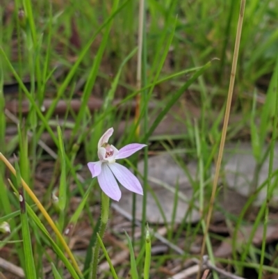 Caladenia carnea (Pink Fingers) at West Wodonga, VIC - 24 Sep 2021 by Darcy