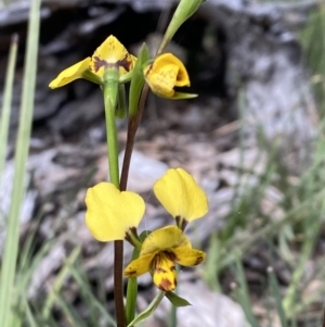 Diuris nigromontana at Acton, ACT - suppressed