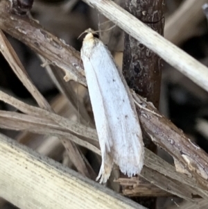 Philobota mathematica group undescribed species. at Murrumbateman, NSW - 25 Sep 2021 03:39 PM