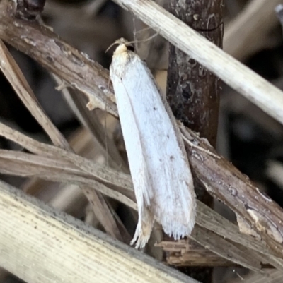 Philobota mathematica group undescribed species. (A concealer moth) at Murrumbateman, NSW - 25 Sep 2021 by SimoneC