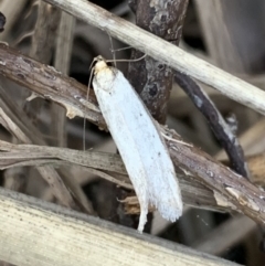 Philobota mathematica group undescribed species. at Murrumbateman, NSW - 25 Sep 2021