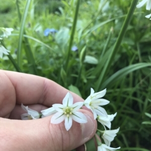 Allium triquetrum at Hughes, ACT - 22 Sep 2021