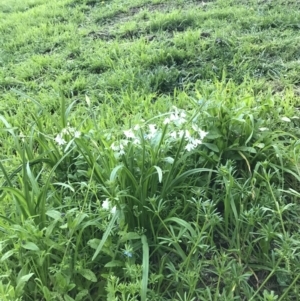 Allium triquetrum at Hughes, ACT - 22 Sep 2021