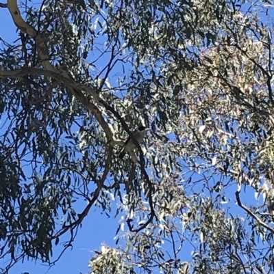 Cracticus torquatus (Grey Butcherbird) at Curtin, ACT - 22 Sep 2021 by Tapirlord