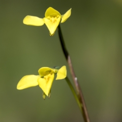 Diuris chryseopsis (Golden Moth) at Forde, ACT - 26 Sep 2021 by CedricBear