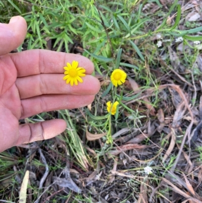 Senecio madagascariensis (Madagascan Fireweed, Fireweed) at Capital Hill, ACT - 25 Sep 2021 by NickiTaws