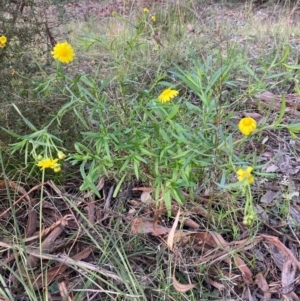 Senecio madagascariensis at Capital Hill, ACT - 25 Sep 2021 04:34 PM