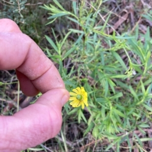 Senecio madagascariensis at Capital Hill, ACT - 25 Sep 2021 04:34 PM