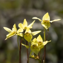 Diuris chryseopsis (Golden Moth) at Sutton, NSW - 26 Sep 2021 by CedricBear