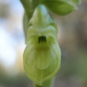 Hymenochilus muticus at Acton, ACT - 26 Sep 2021