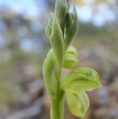 Hymenochilus muticus at Acton, ACT - suppressed