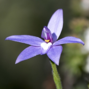 Glossodia major at Sutton, NSW - suppressed