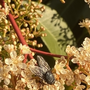 Calliphora sp. (genus) at Kambah, ACT - 26 Sep 2021 08:07 PM