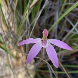 Caladenia carnea at Point 20 - suppressed