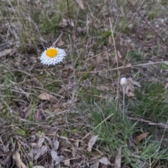 Leucochrysum albicans subsp. albicans at Forde, ACT - 23 Sep 2021