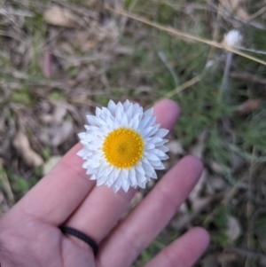 Leucochrysum albicans subsp. albicans at Forde, ACT - 23 Sep 2021