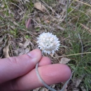 Leucochrysum albicans subsp. albicans at Forde, ACT - 23 Sep 2021