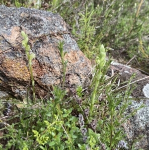 Hymenochilus sp. at Kambah, ACT - 18 Sep 2021