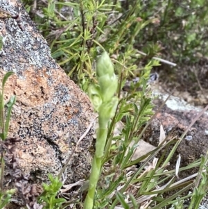 Hymenochilus sp. at Kambah, ACT - 18 Sep 2021