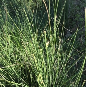 Juncus sp. at Hughes, ACT - 23 Sep 2021