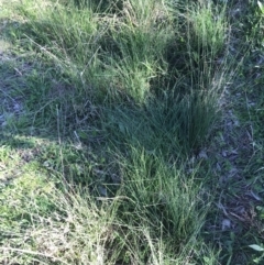 Juncus sp. at Hughes, ACT - 23 Sep 2021