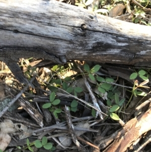 Glycine tabacina at Red Hill, ACT - 23 Sep 2021 03:54 PM