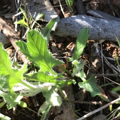 Convolvulus angustissimus subsp. angustissimus (Australian Bindweed) at Red Hill, ACT - 23 Sep 2021 by Tapirlord