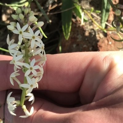 Stackhousia monogyna (Creamy Candles) at Red Hill, ACT - 23 Sep 2021 by Tapirlord