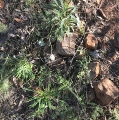 Stackhousia monogyna at Red Hill Nature Reserve - 23 Sep 2021 03:24 PM