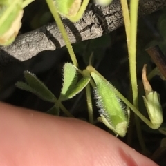 Oxalis thompsoniae at Red Hill Nature Reserve - 23 Sep 2021