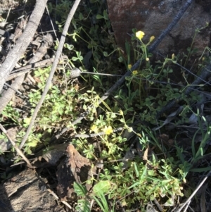 Oxalis thompsoniae at Red Hill Nature Reserve - 23 Sep 2021