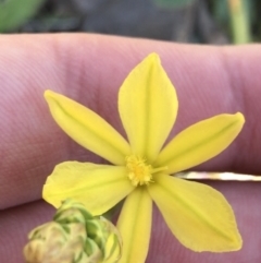 Bulbine bulbosa (Golden Lily, Bulbine Lily) at Deakin, ACT - 23 Sep 2021 by Tapirlord