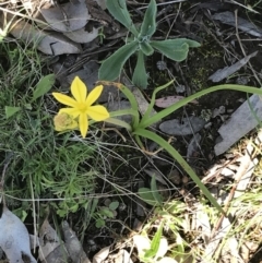 Bulbine bulbosa at Deakin, ACT - 23 Sep 2021 02:43 PM